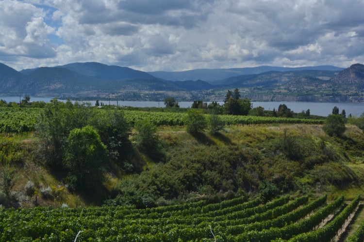 vineyards on hillside